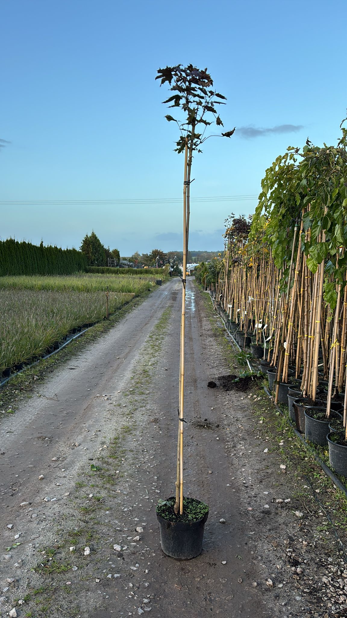 Клен остролистный Роял Ред штамб